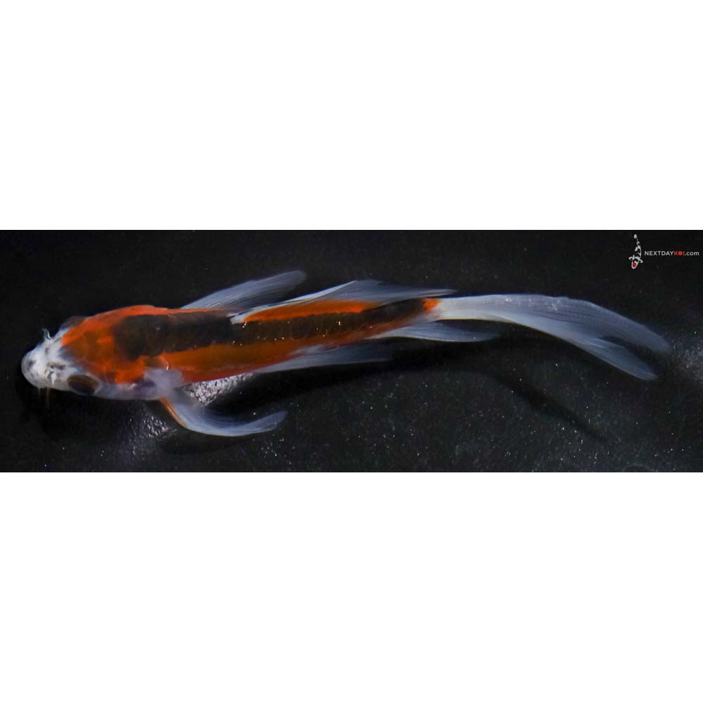 5” Imported Shusui Butterfly Koi