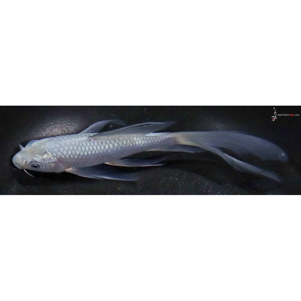 5.5” Imported Soragoi Butterfly Koi