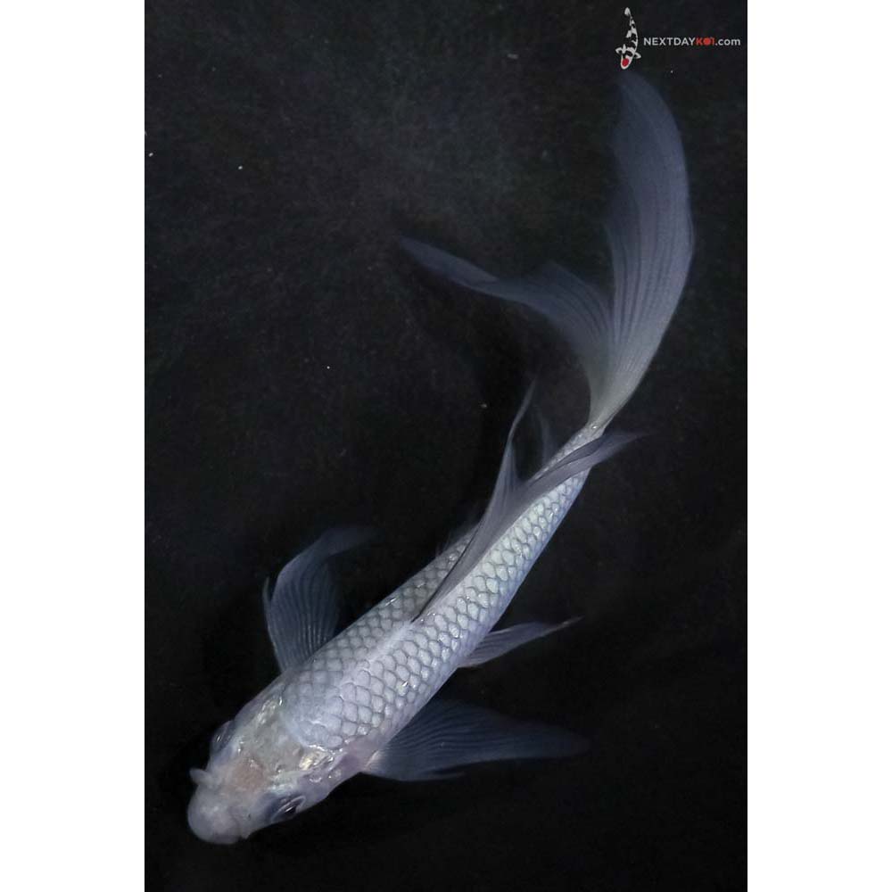 5.5” Imported Soragoi Butterfly Koi