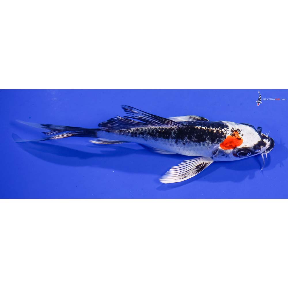5.5” Imported Kujaku Butterfly Koi