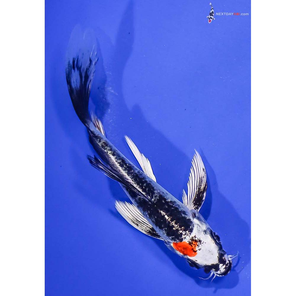 5.5” Imported Kujaku Butterfly Koi