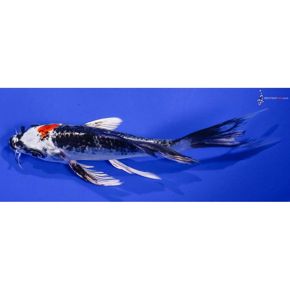 5.5” Imported Kujaku Butterfly Koi