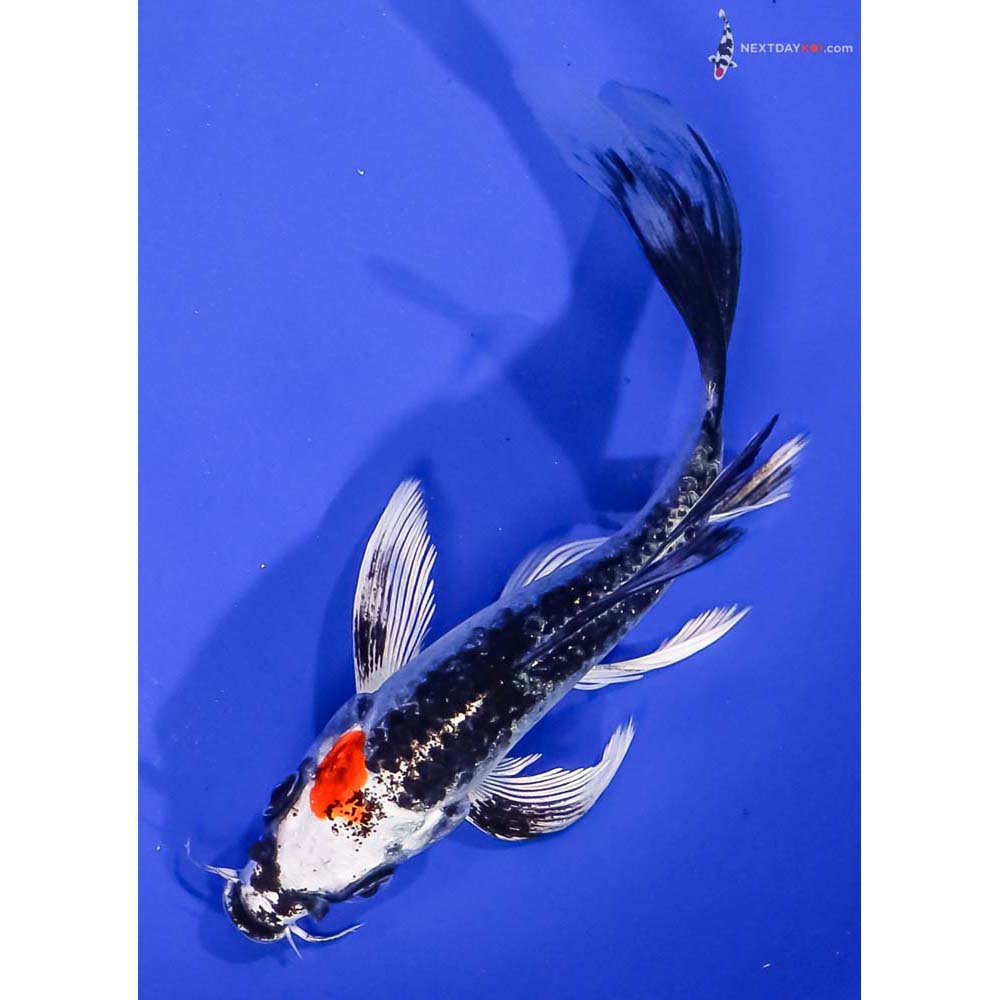 5.5” Imported Kujaku Butterfly Koi