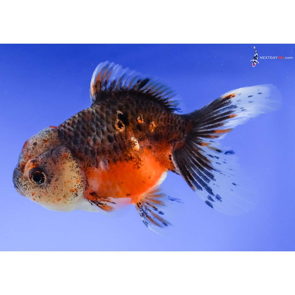 4” Imported Calico Oranda