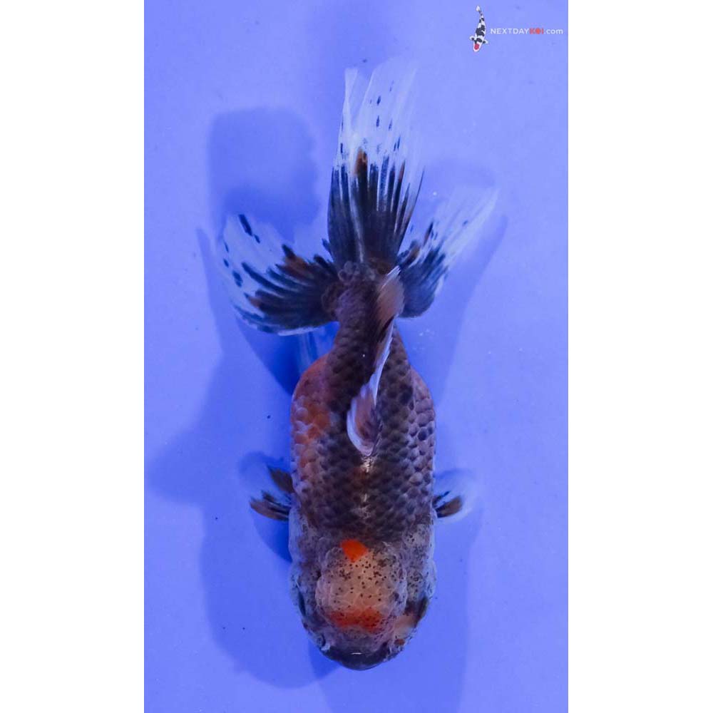4” Imported Calico Oranda