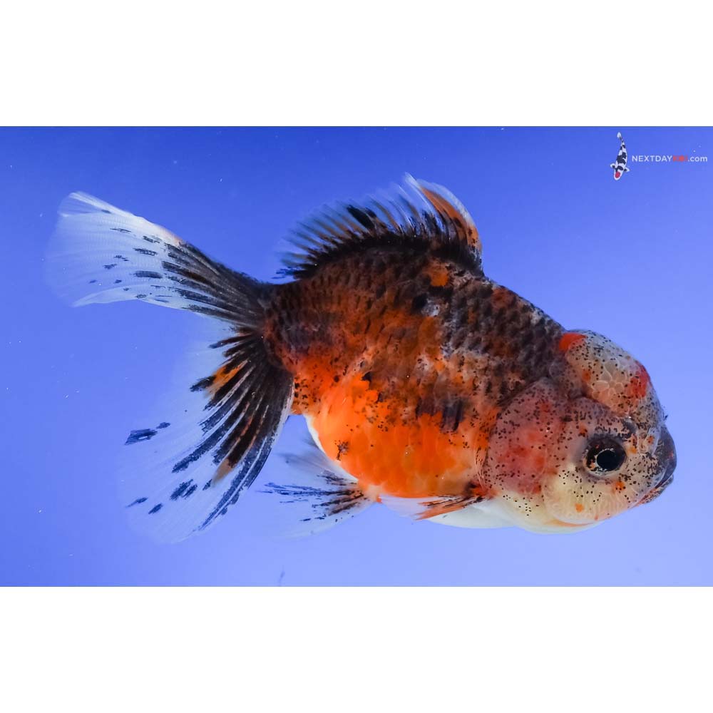 4” Imported Calico Oranda