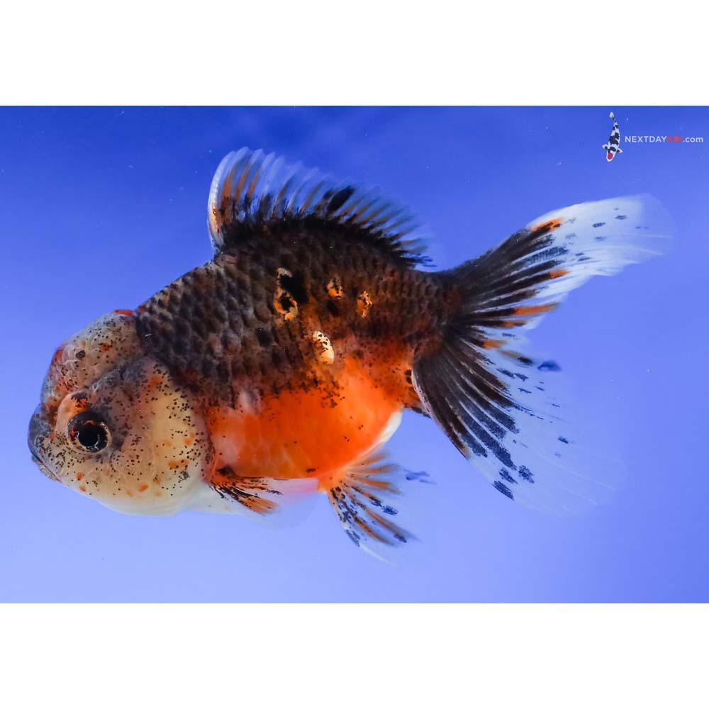 4” Imported Calico Oranda