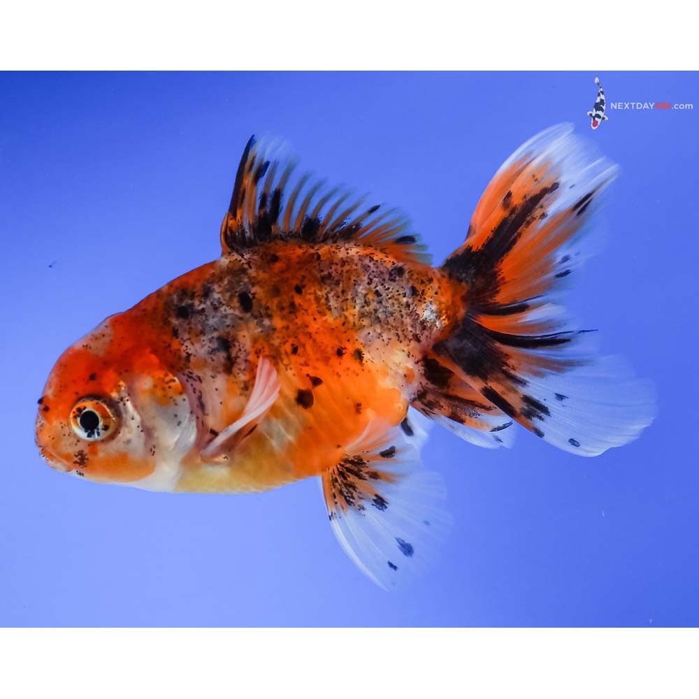 4” Imported Calico Oranda