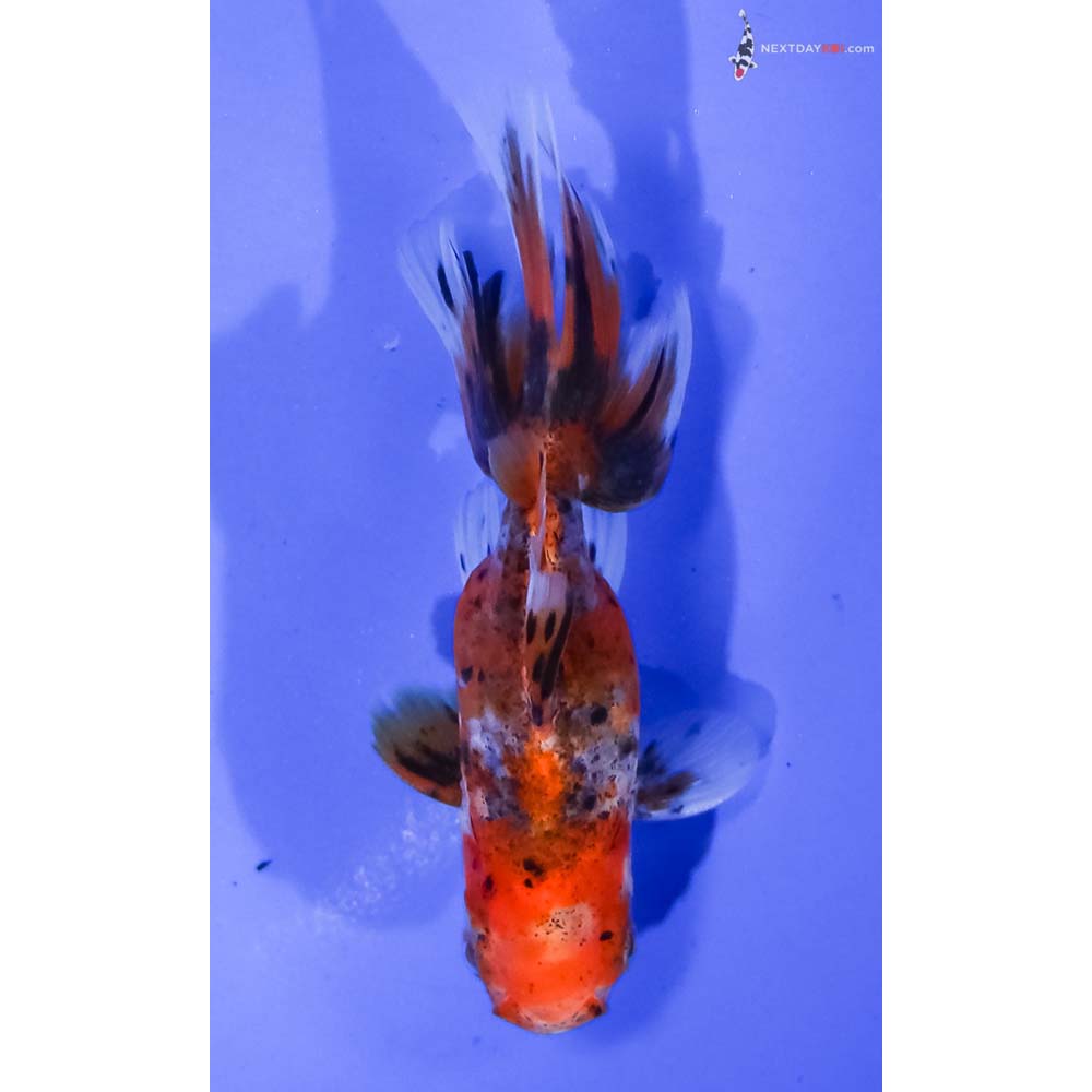 4” Imported Calico Oranda