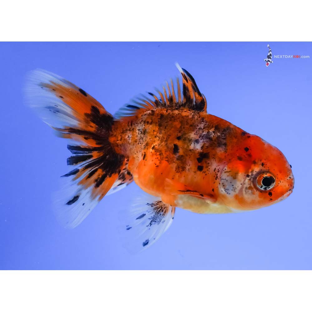 4” Imported Calico Oranda