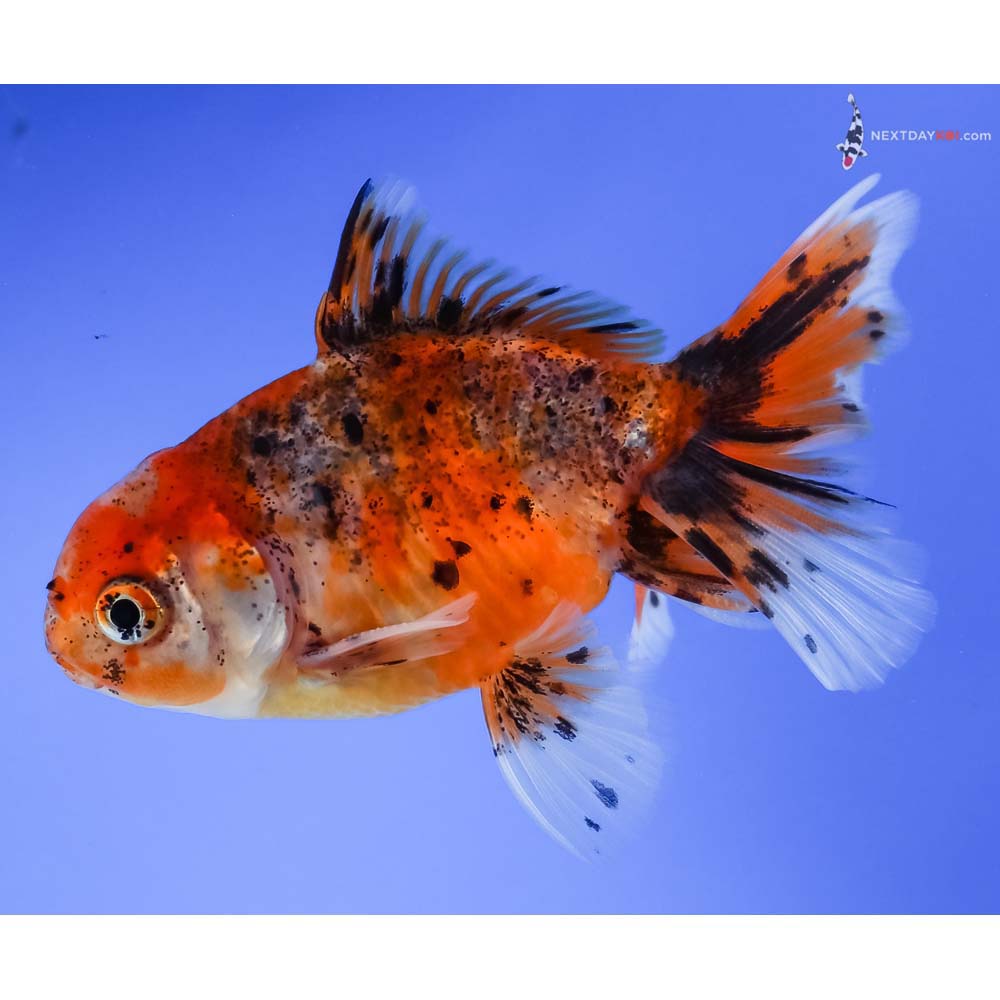 4” Imported Calico Oranda