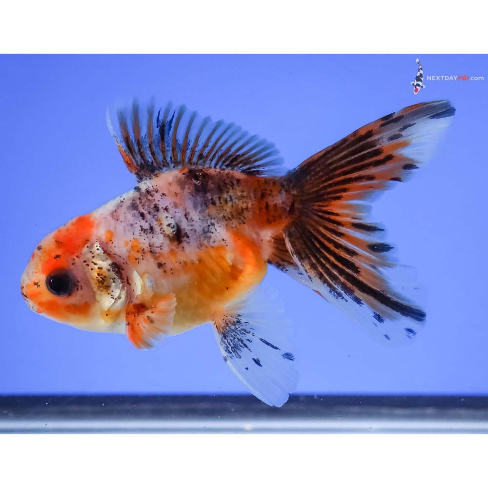 4” Imported Male Calico Oranda