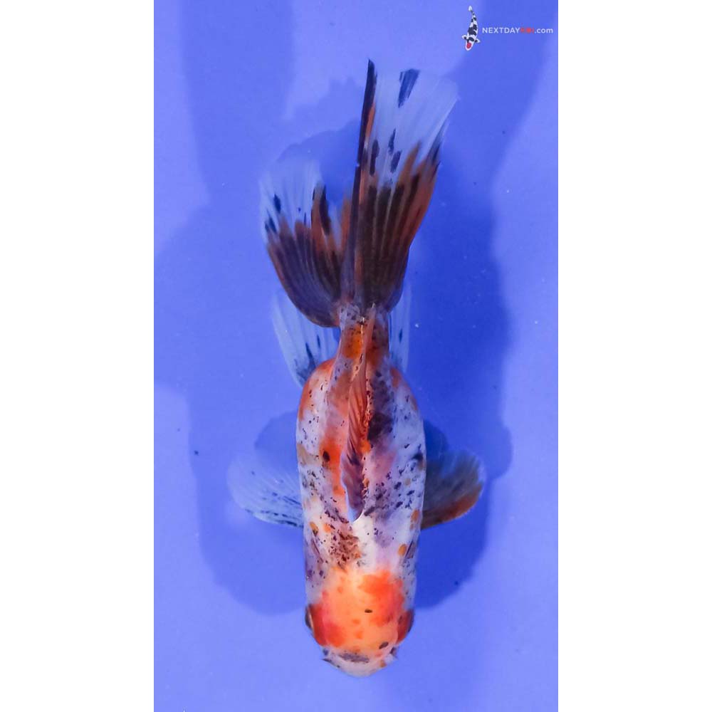 4” Imported Male Calico Oranda