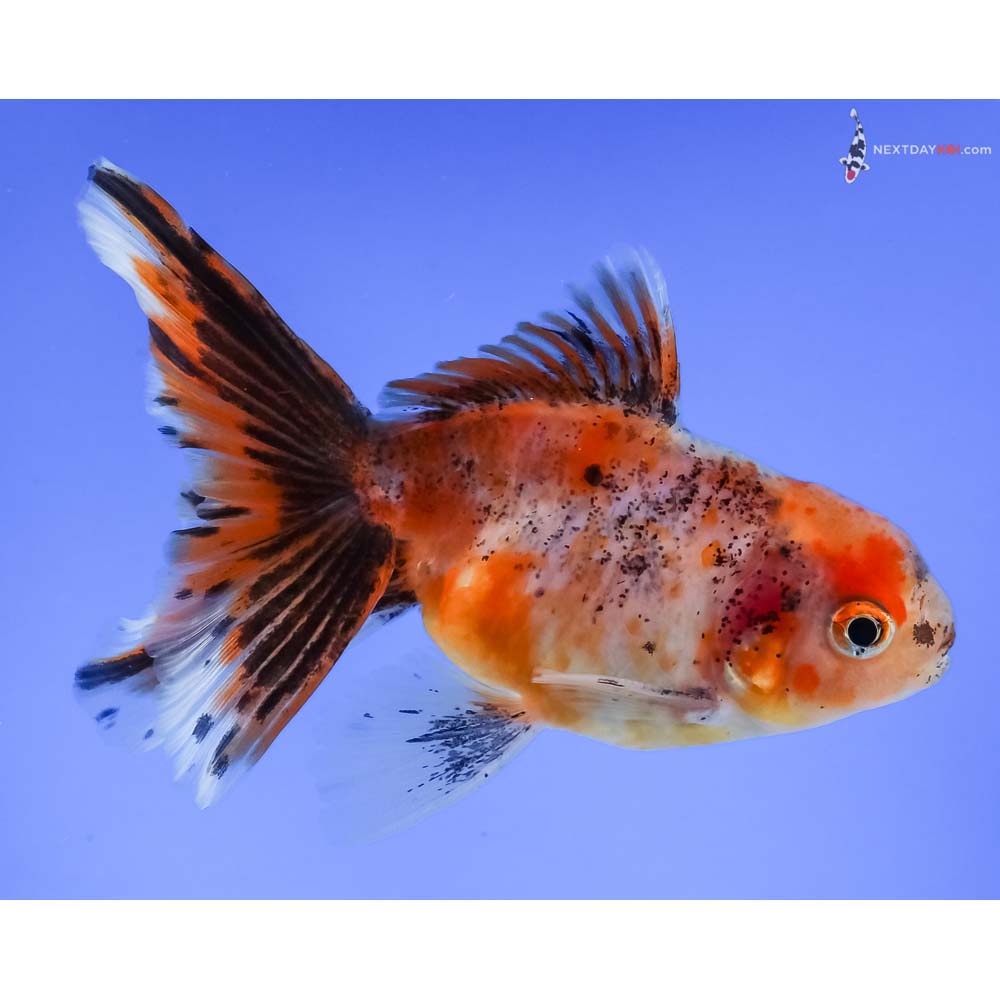 4” Imported Male Calico Oranda
