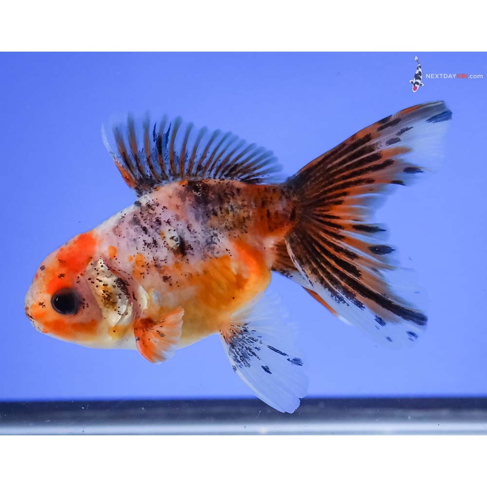 4” Imported Male Calico Oranda
