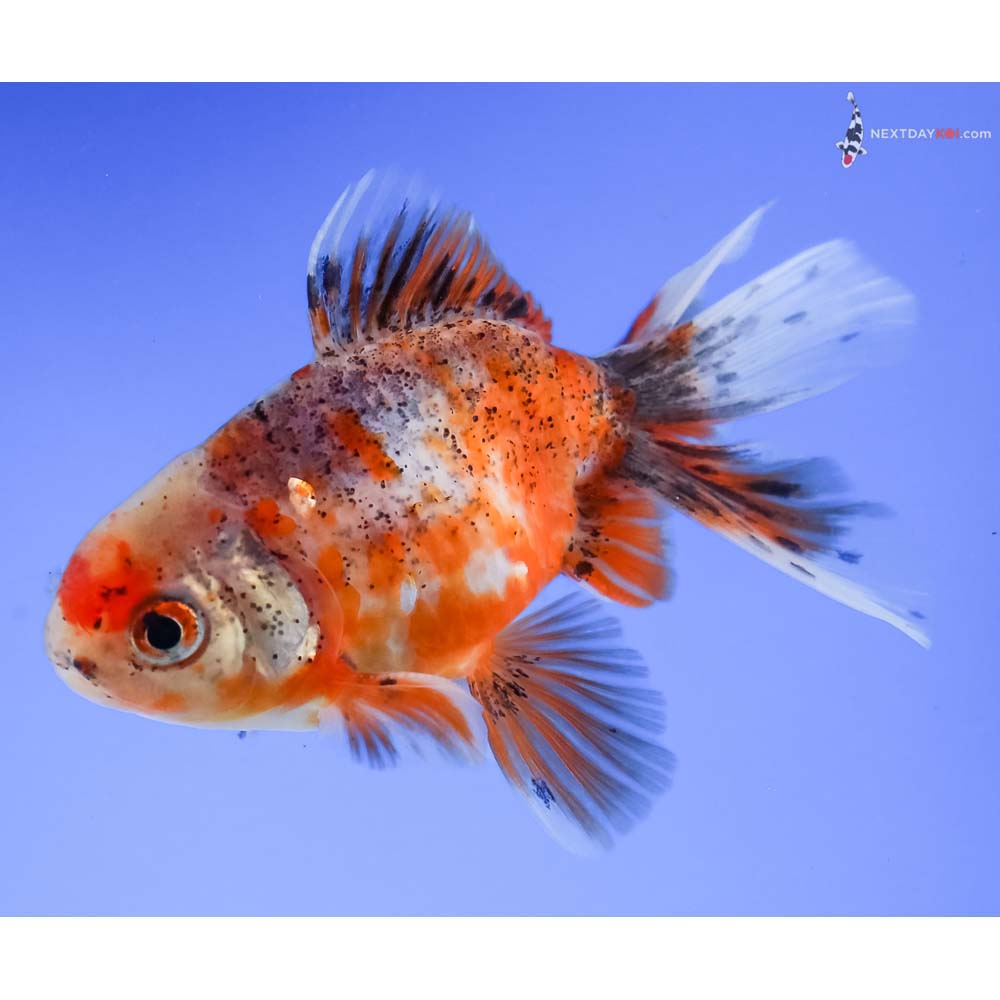 4” Imported Calico Oranda