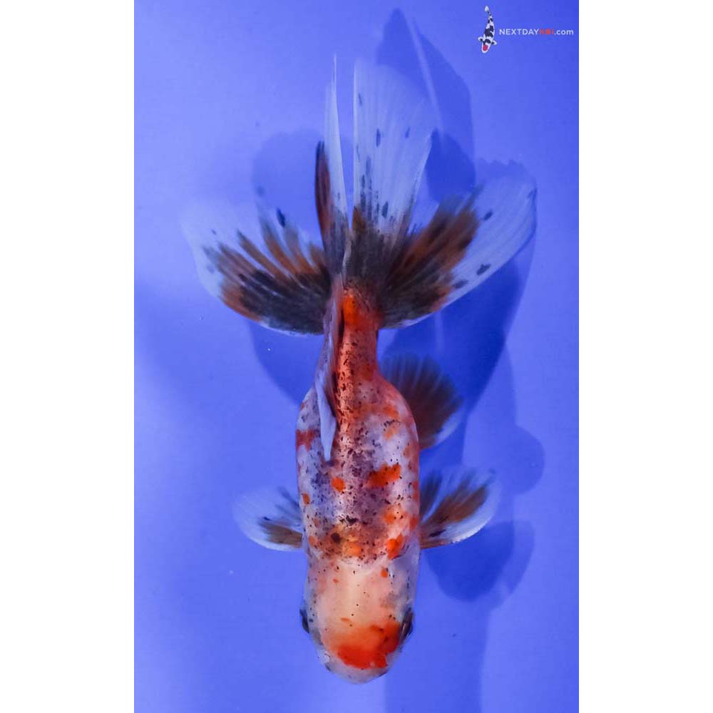 4” Imported Calico Oranda