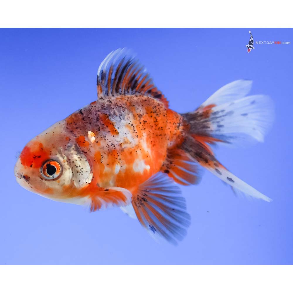 4” Imported Calico Oranda