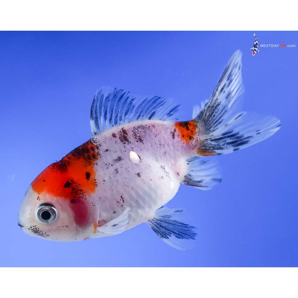 4” Imported Calico Oranda