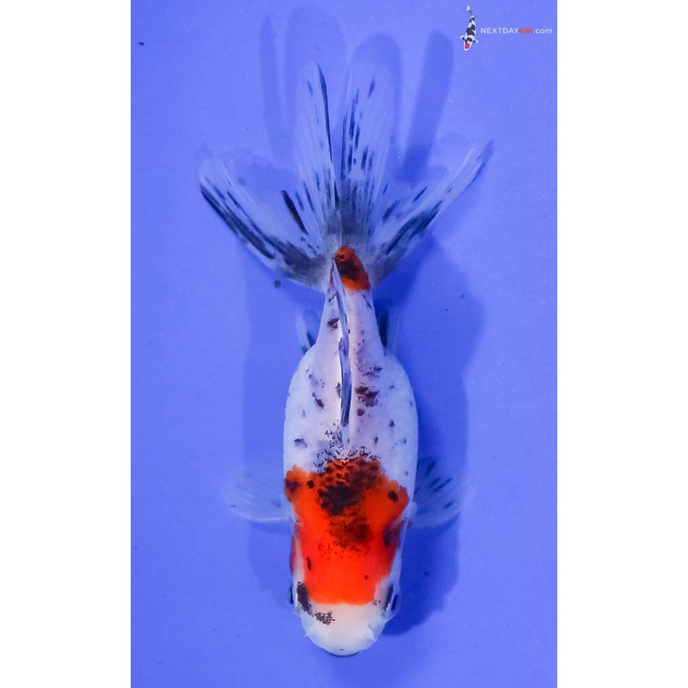 4” Imported Calico Oranda