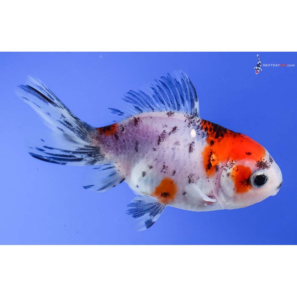 4” Imported Calico Oranda