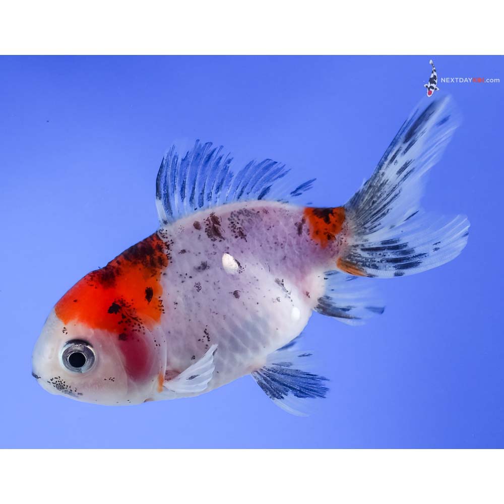 4” Imported Calico Oranda