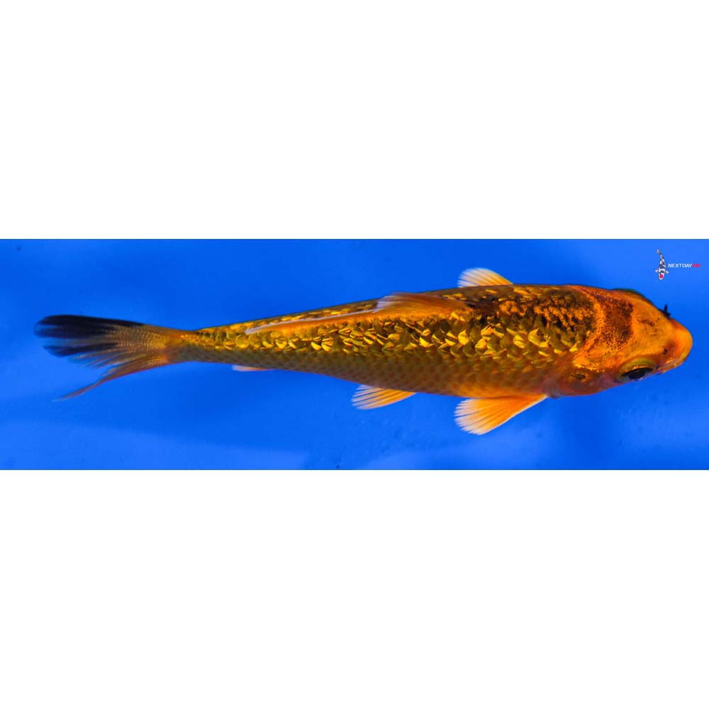 3.5” Imported Gin Rin Orenji Matsuba