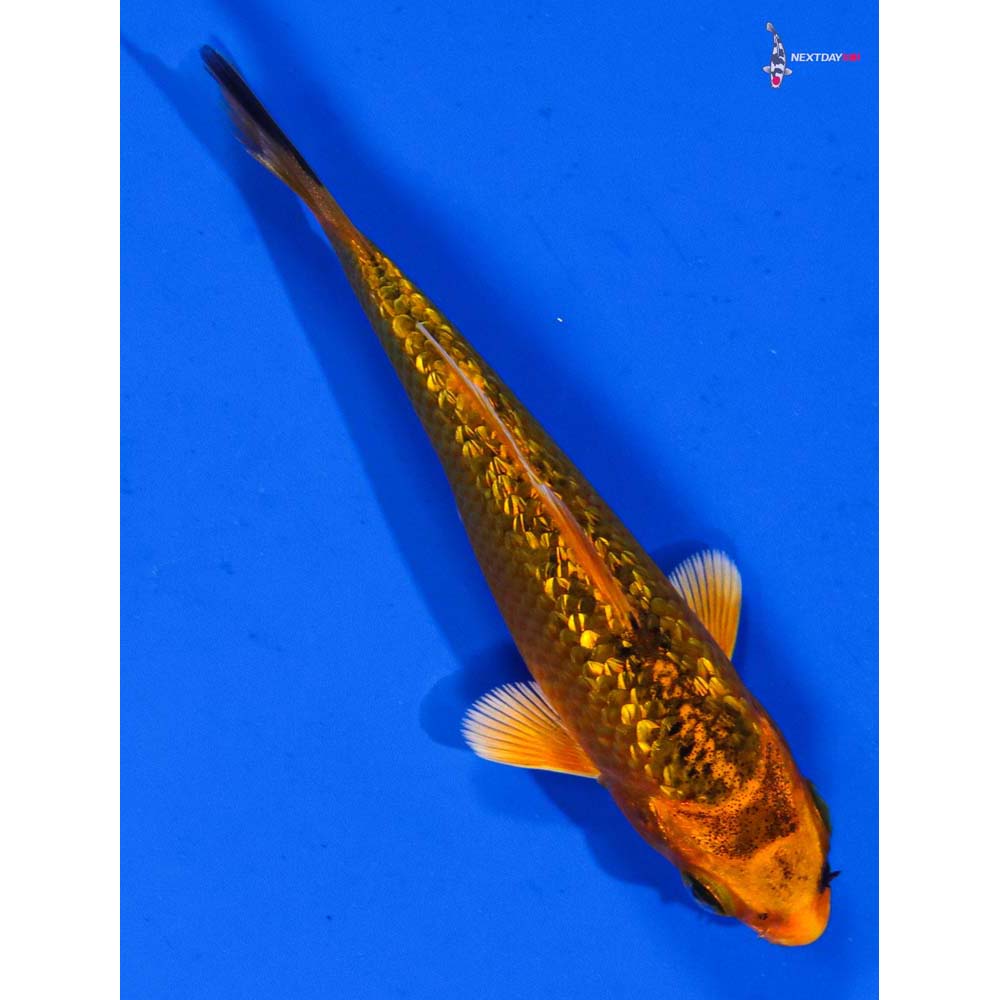 3.5” Imported Gin Rin Orenji Matsuba