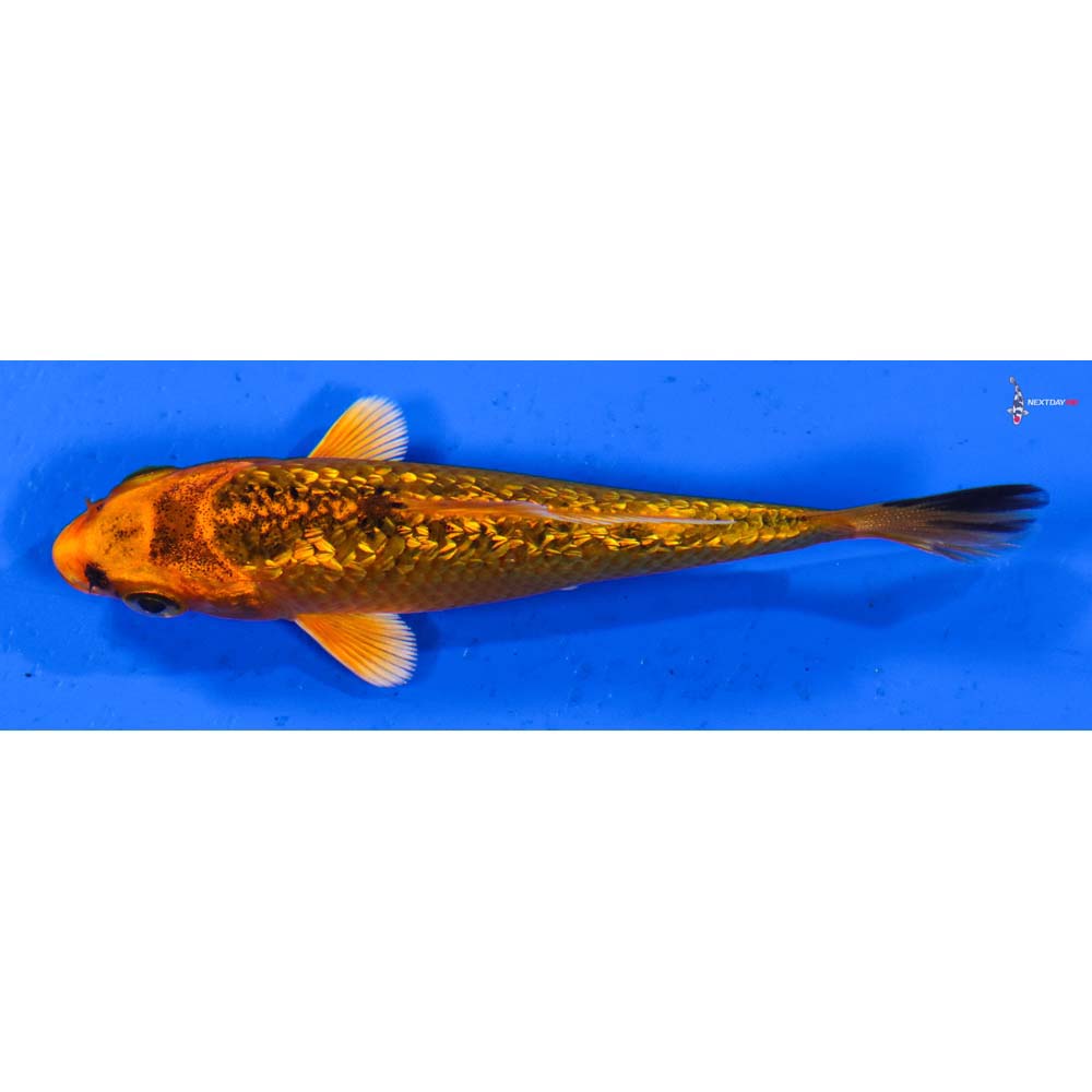 3.5” Imported Gin Rin Orenji Matsuba