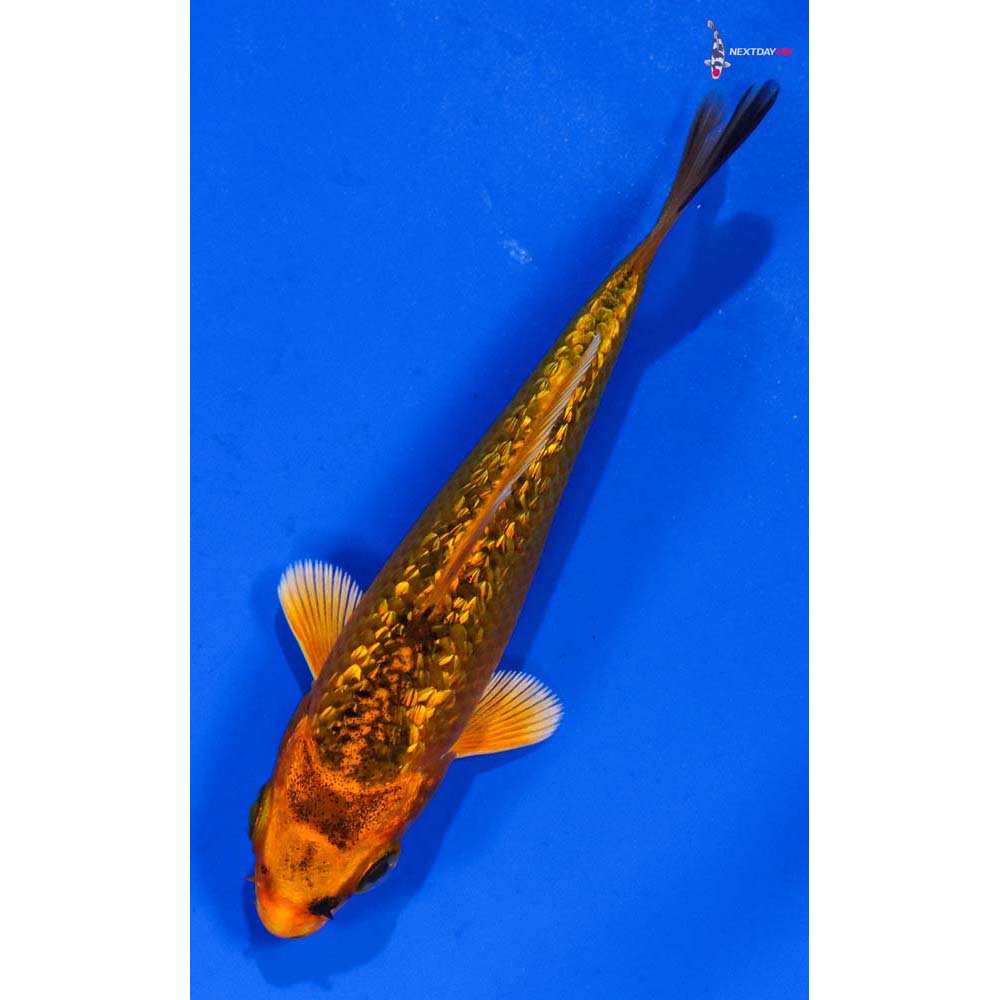 3.5” Imported Gin Rin Orenji Matsuba