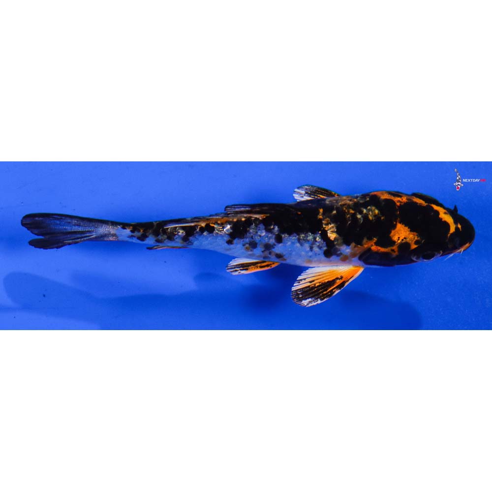 3.5” Imported Yamato Nishiki