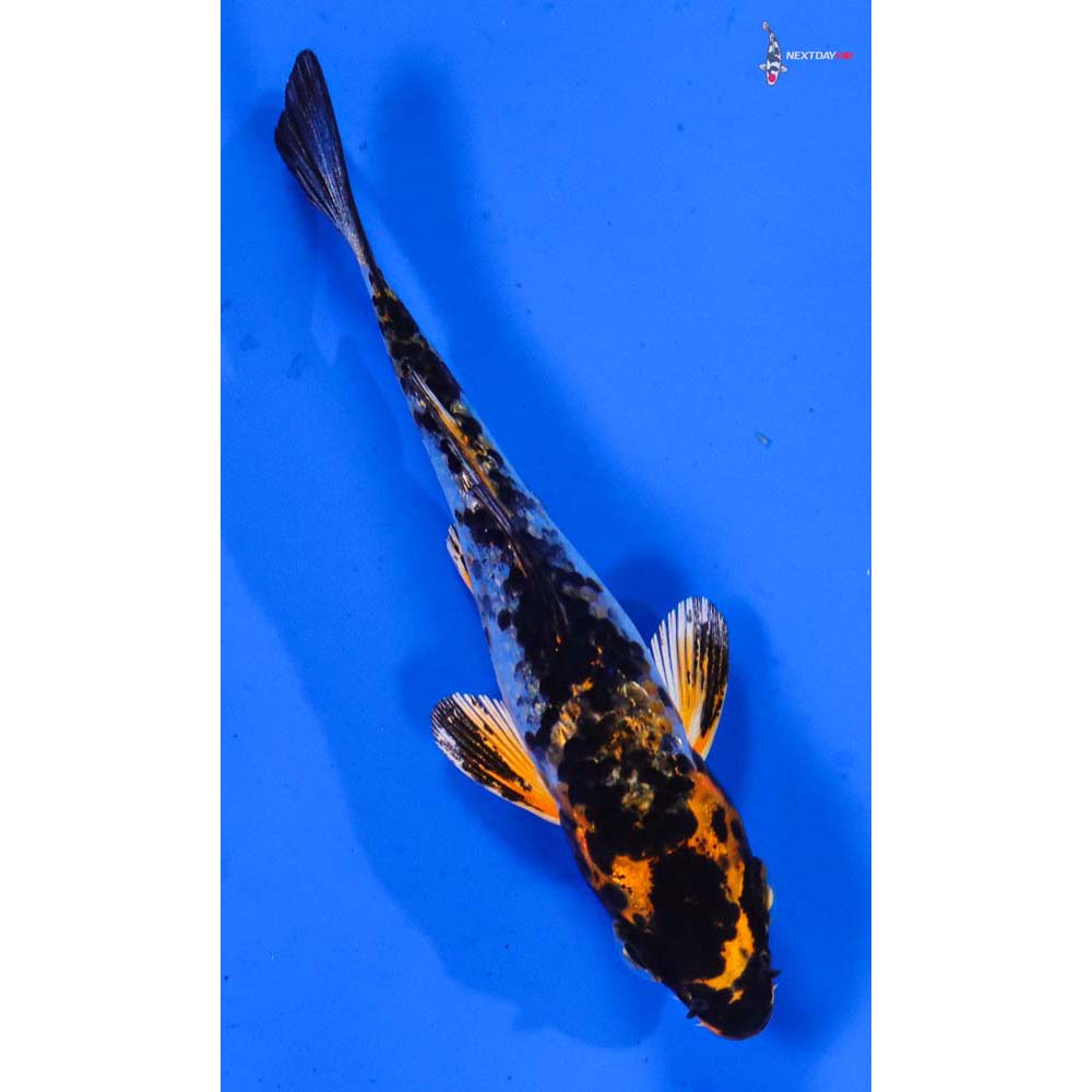 3.5” Imported Yamato Nishiki