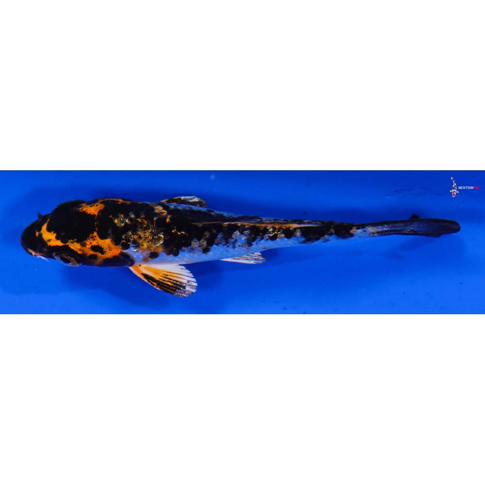3.5” Imported Yamato Nishiki