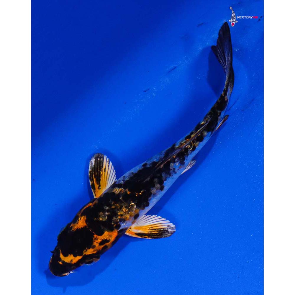 3.5” Imported Yamato Nishiki