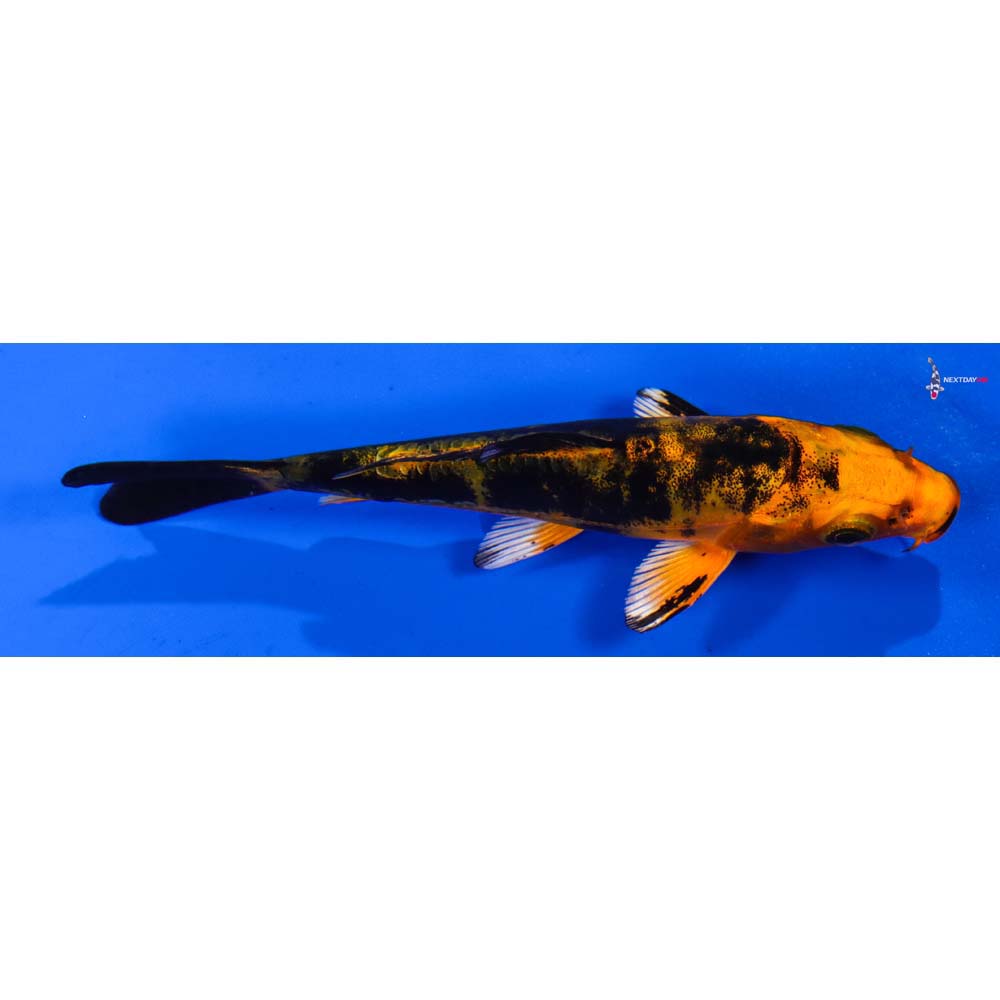 4” Imported Doitsu Kin Aka Bekko