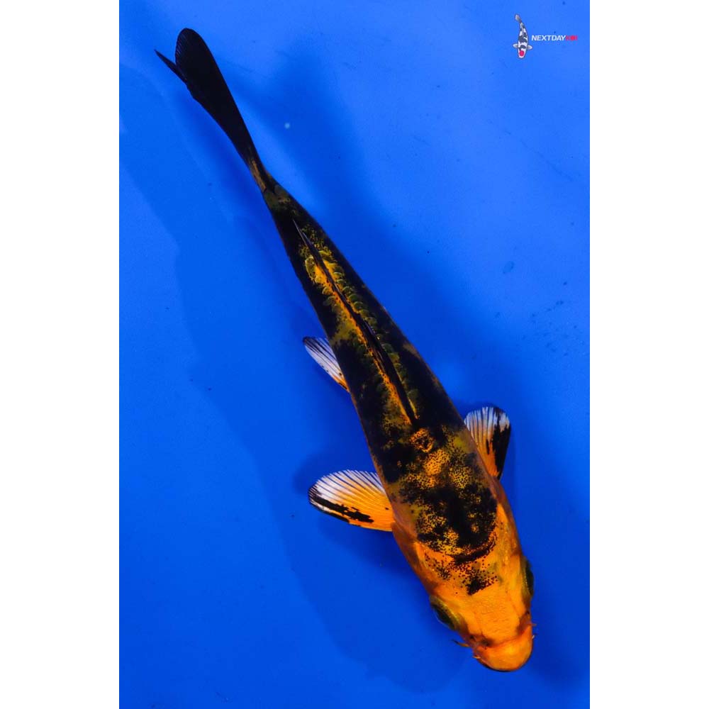 4” Imported Doitsu Kin Aka Bekko