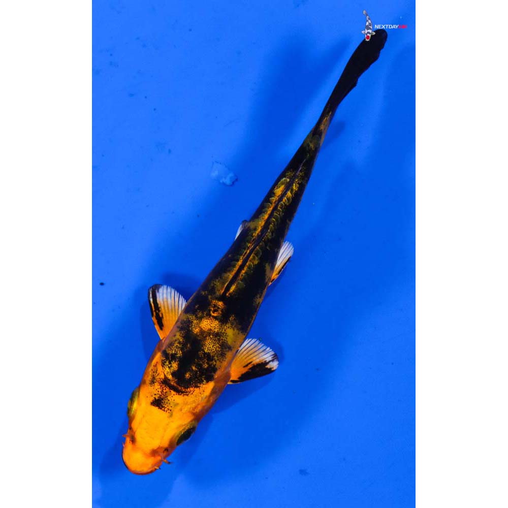 4” Imported Doitsu Kin Aka Bekko