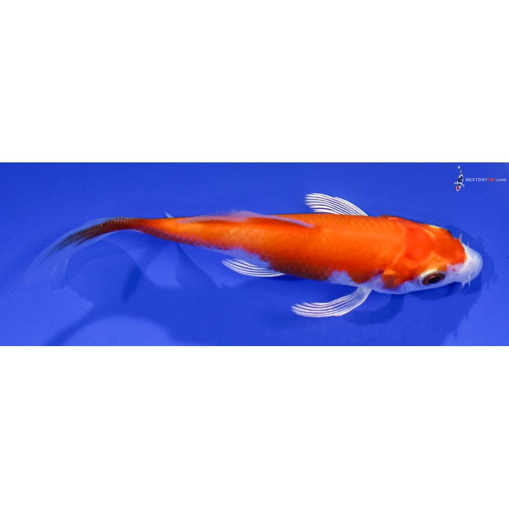 3.5” Imported Hariwake Butterfly Koi