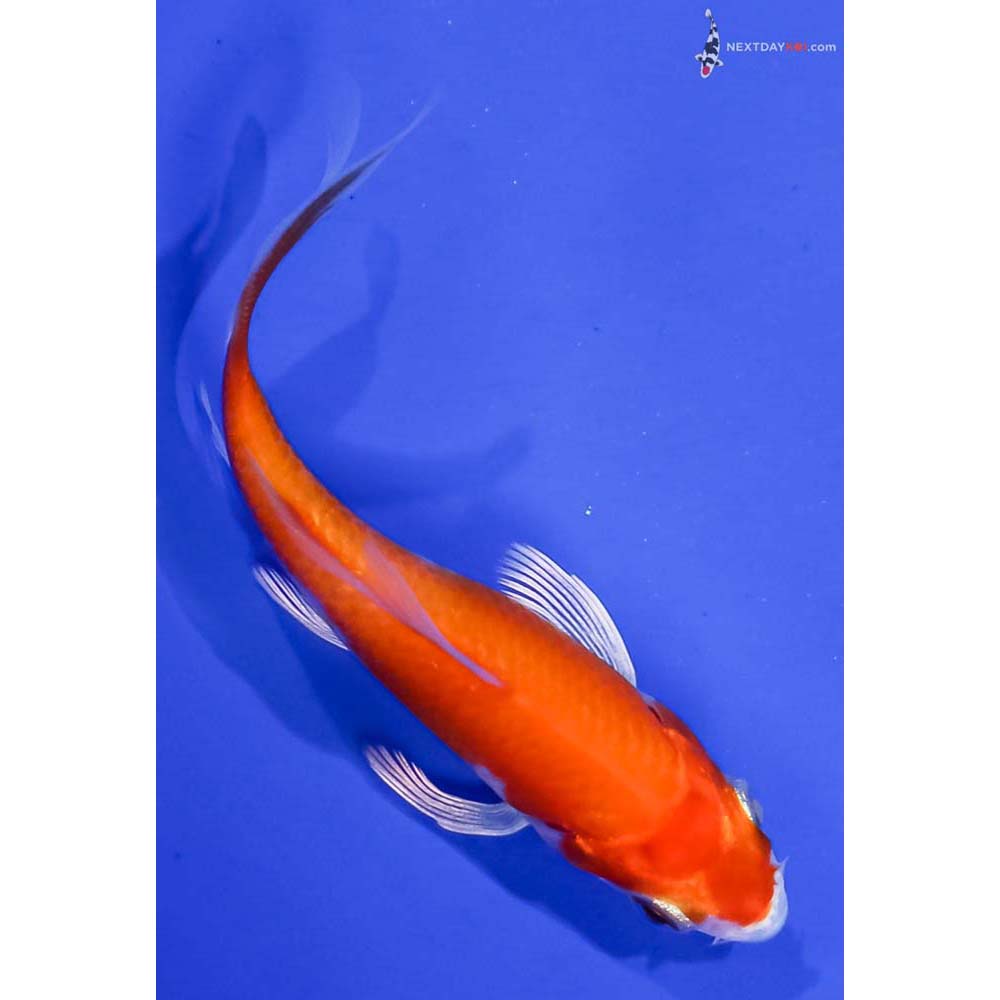 3.5” Imported Hariwake Butterfly Koi
