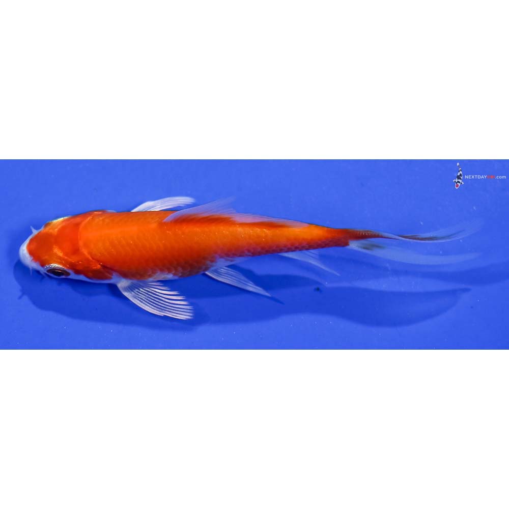 3.5” Imported Hariwake Butterfly Koi