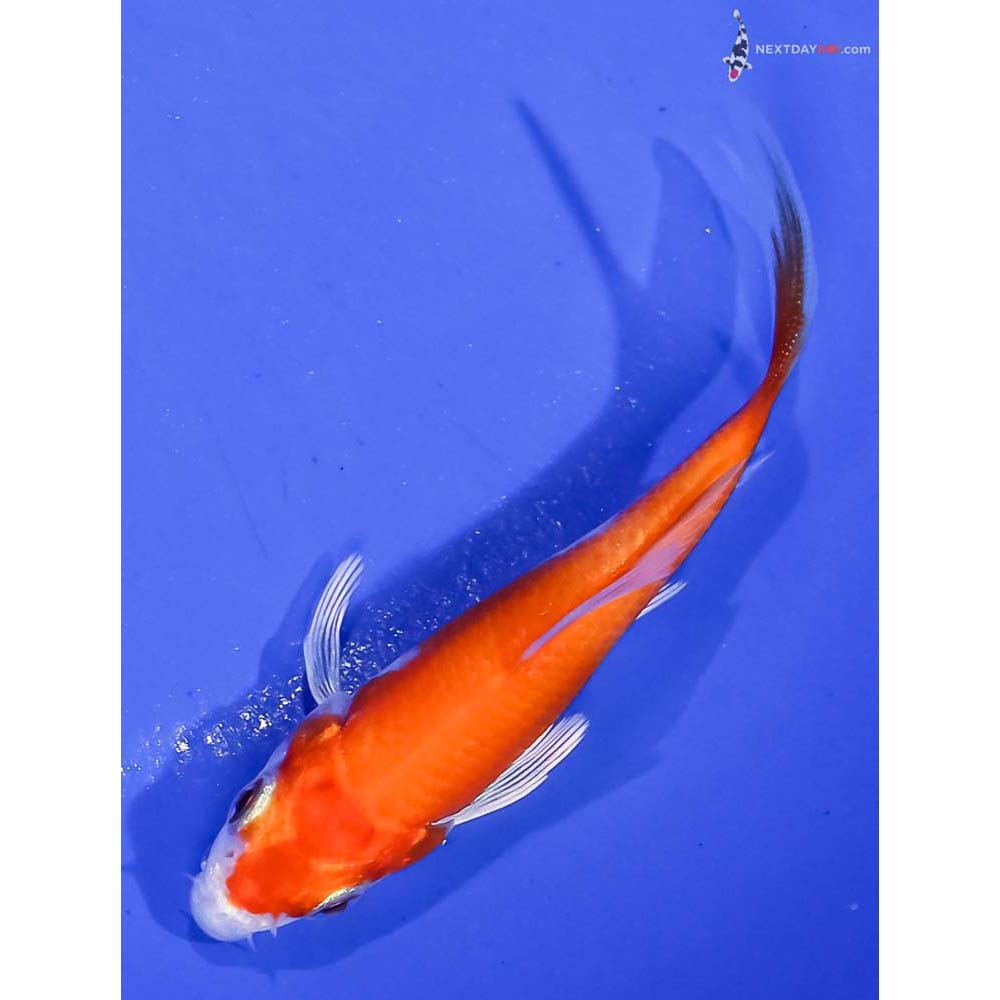 3.5” Imported Hariwake Butterfly Koi