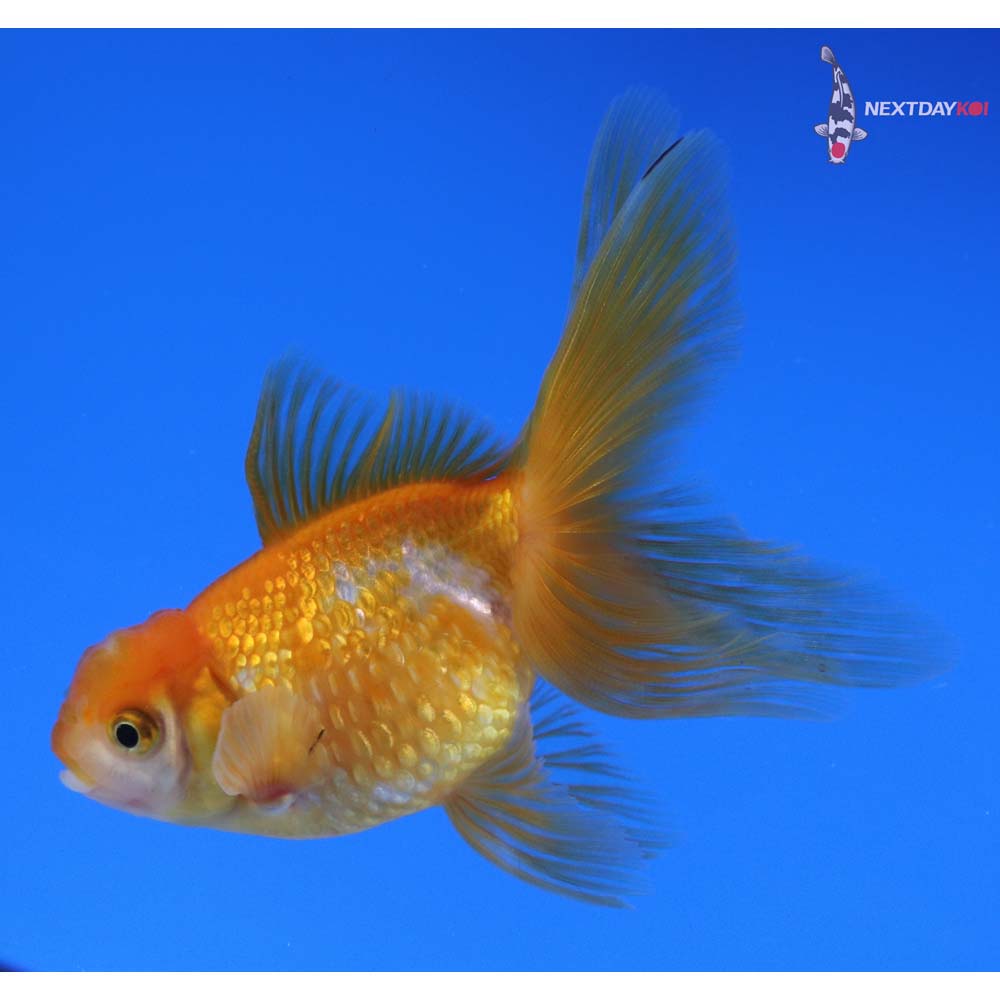 3.5” Imported Red and White Pearlscale