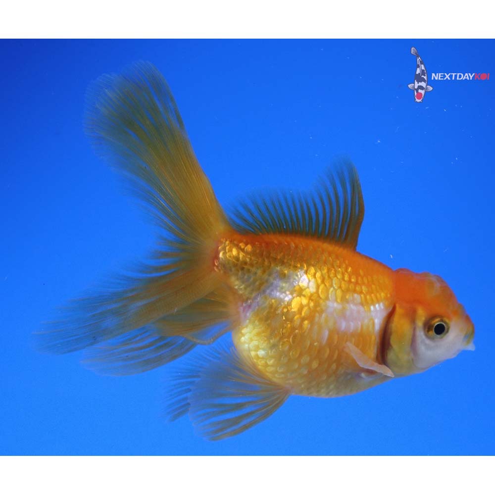 3.5” Imported Red and White Pearlscale