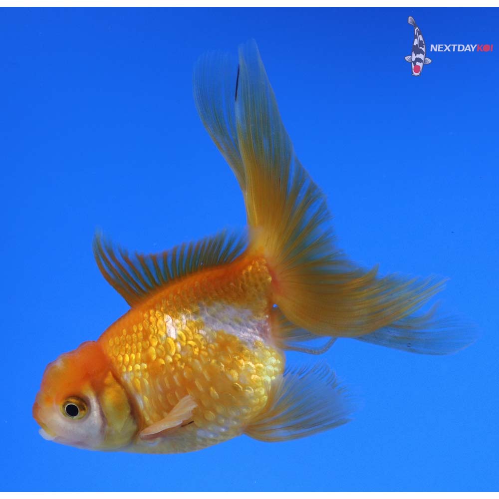 3.5” Imported Red and White Pearlscale