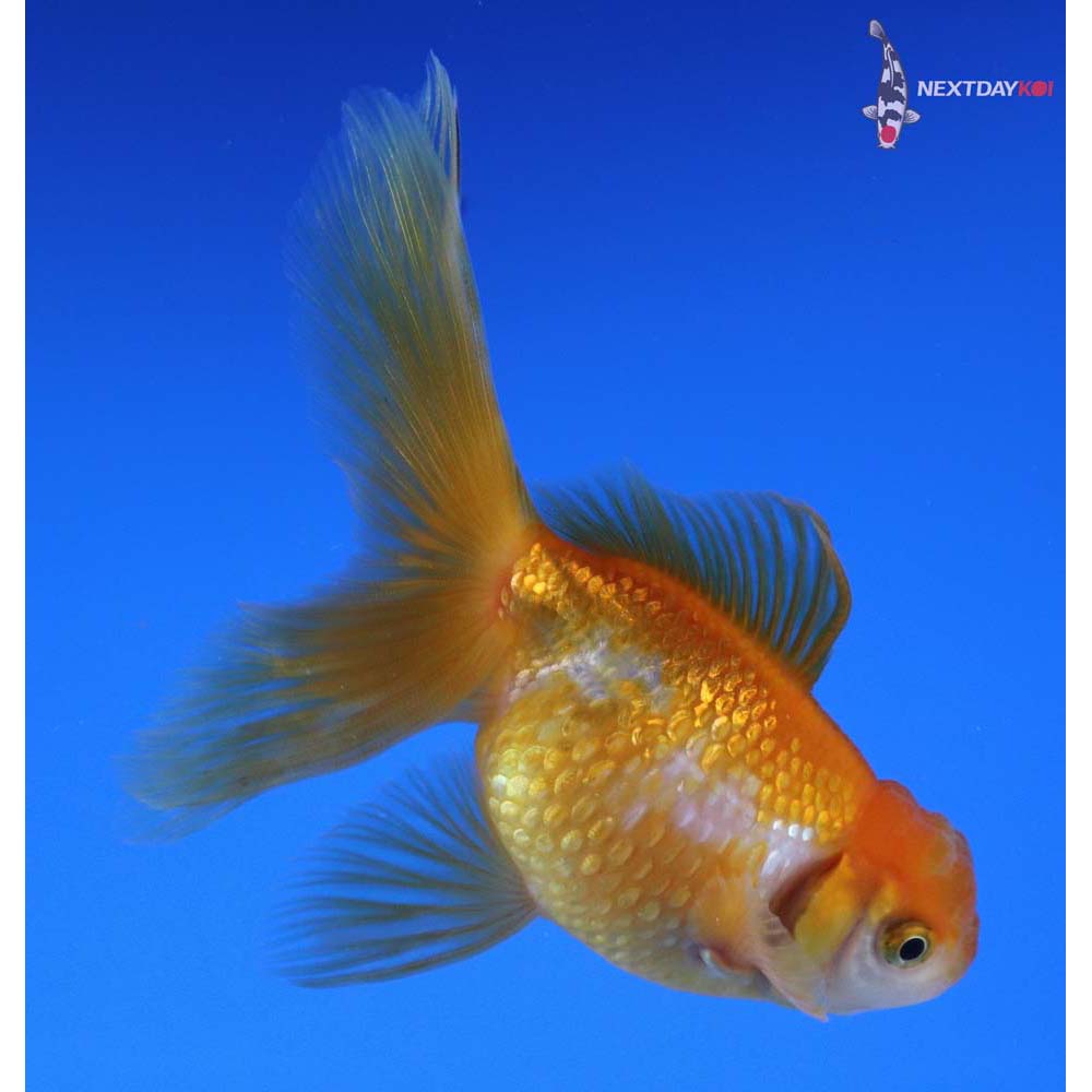 3.5” Imported Red and White Pearlscale