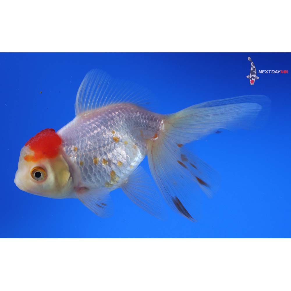 5” Imported Red and White Oranda