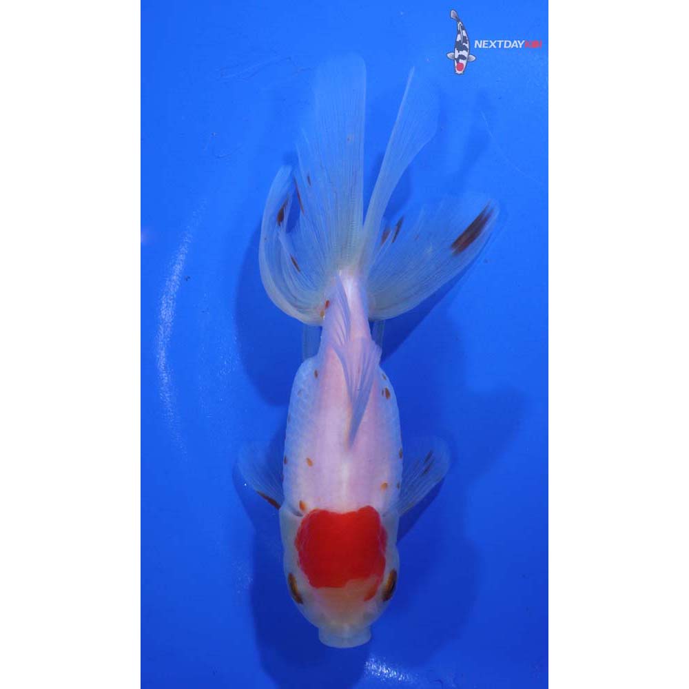 5” Imported Red and White Oranda