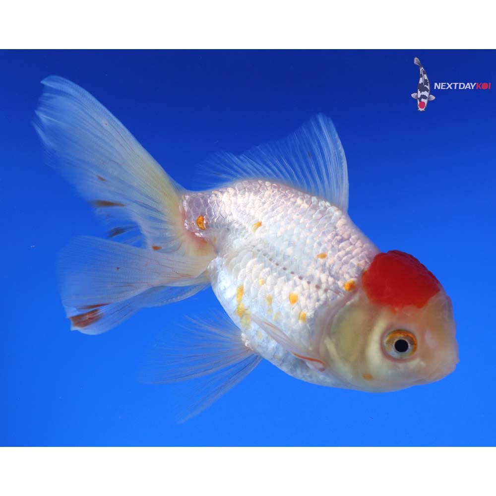 5” Imported Red and White Oranda