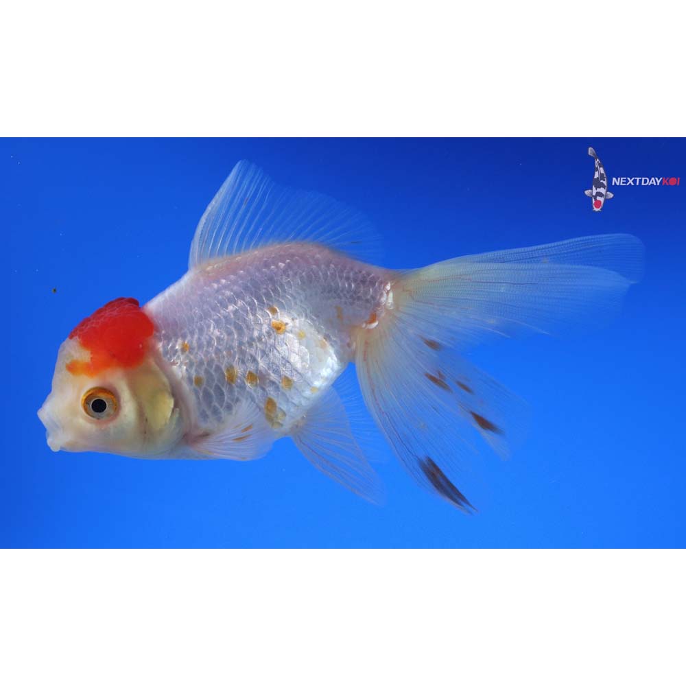 5” Imported Red and White Oranda