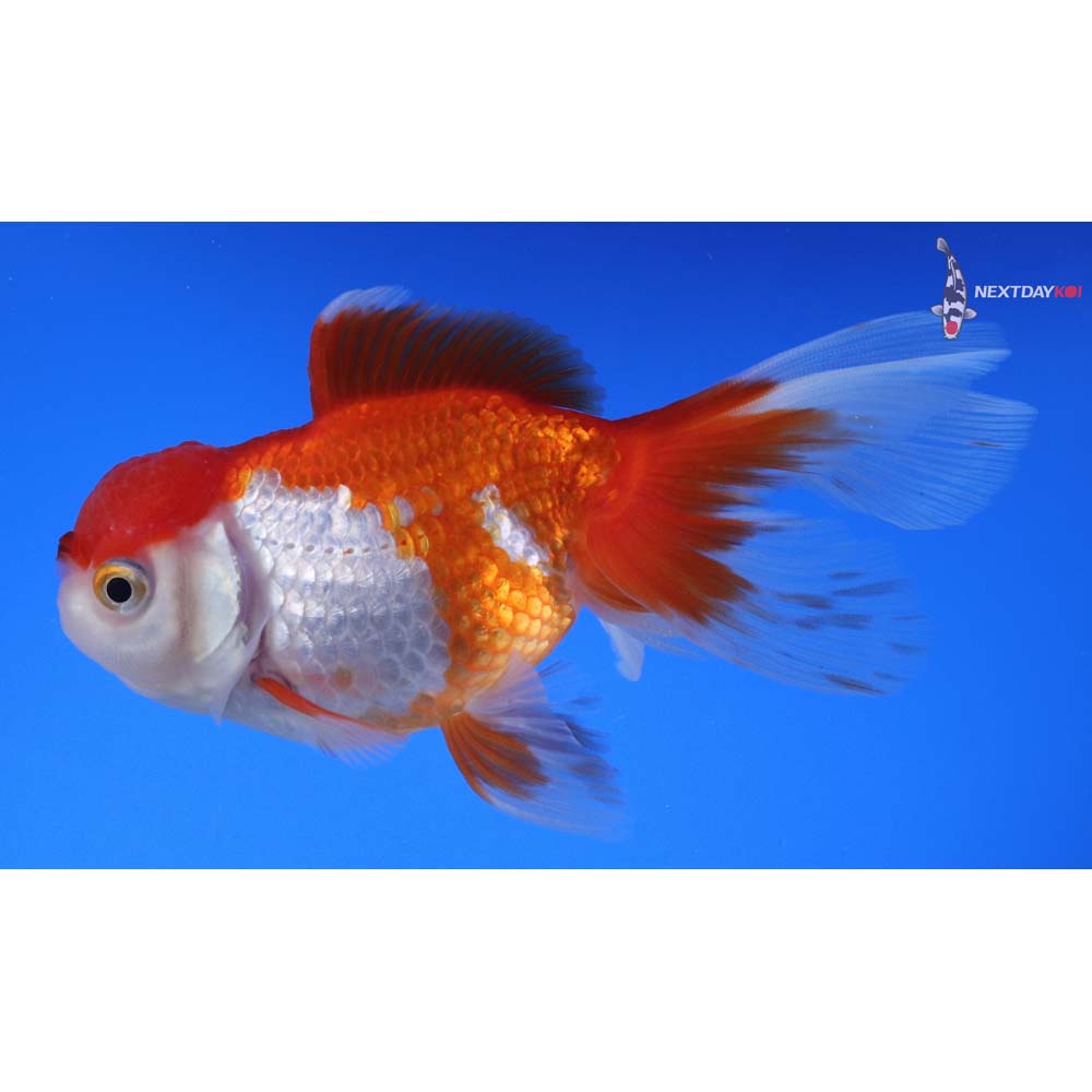 5” Imported Red and White Oranda